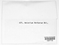 Calycina herbarum image